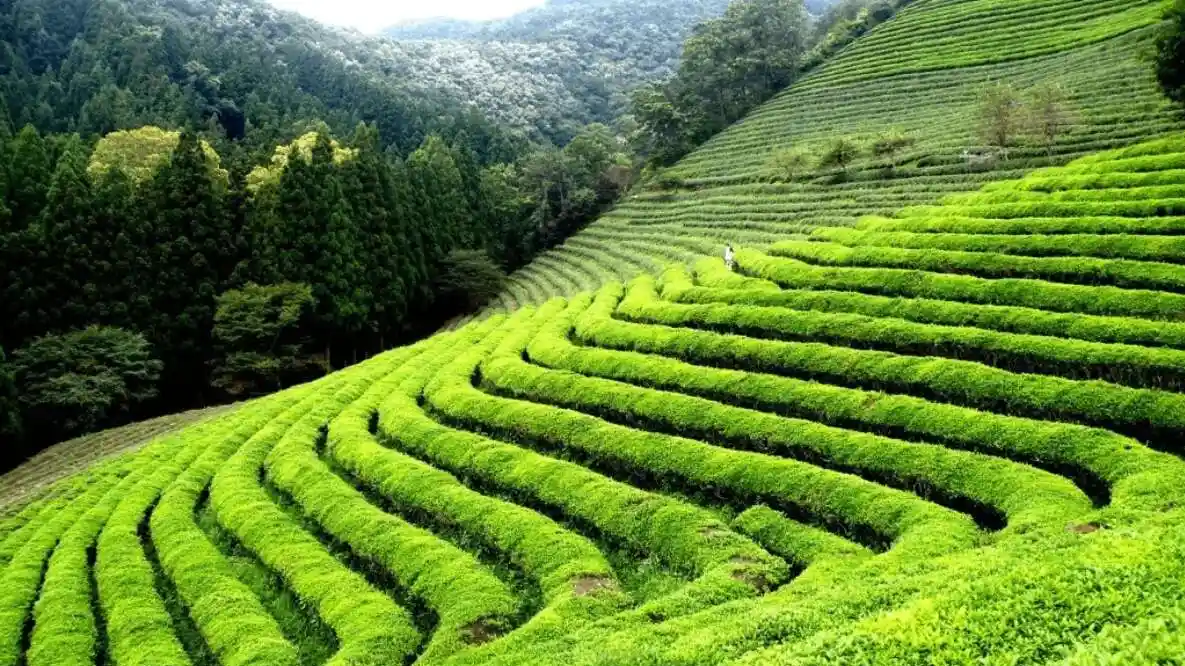 Happy Valley Tea Estate